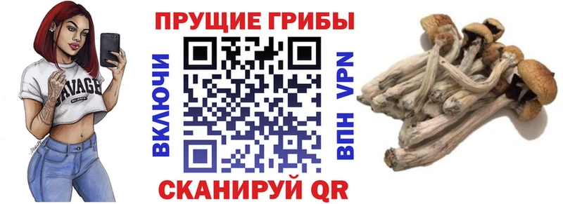 Псилоцибиновые грибы мухоморы  что такое наркотик  мега сайт  Нерчинск 